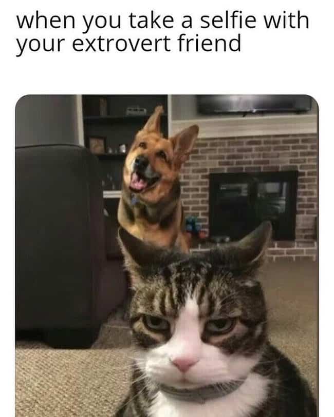 Animal Memes