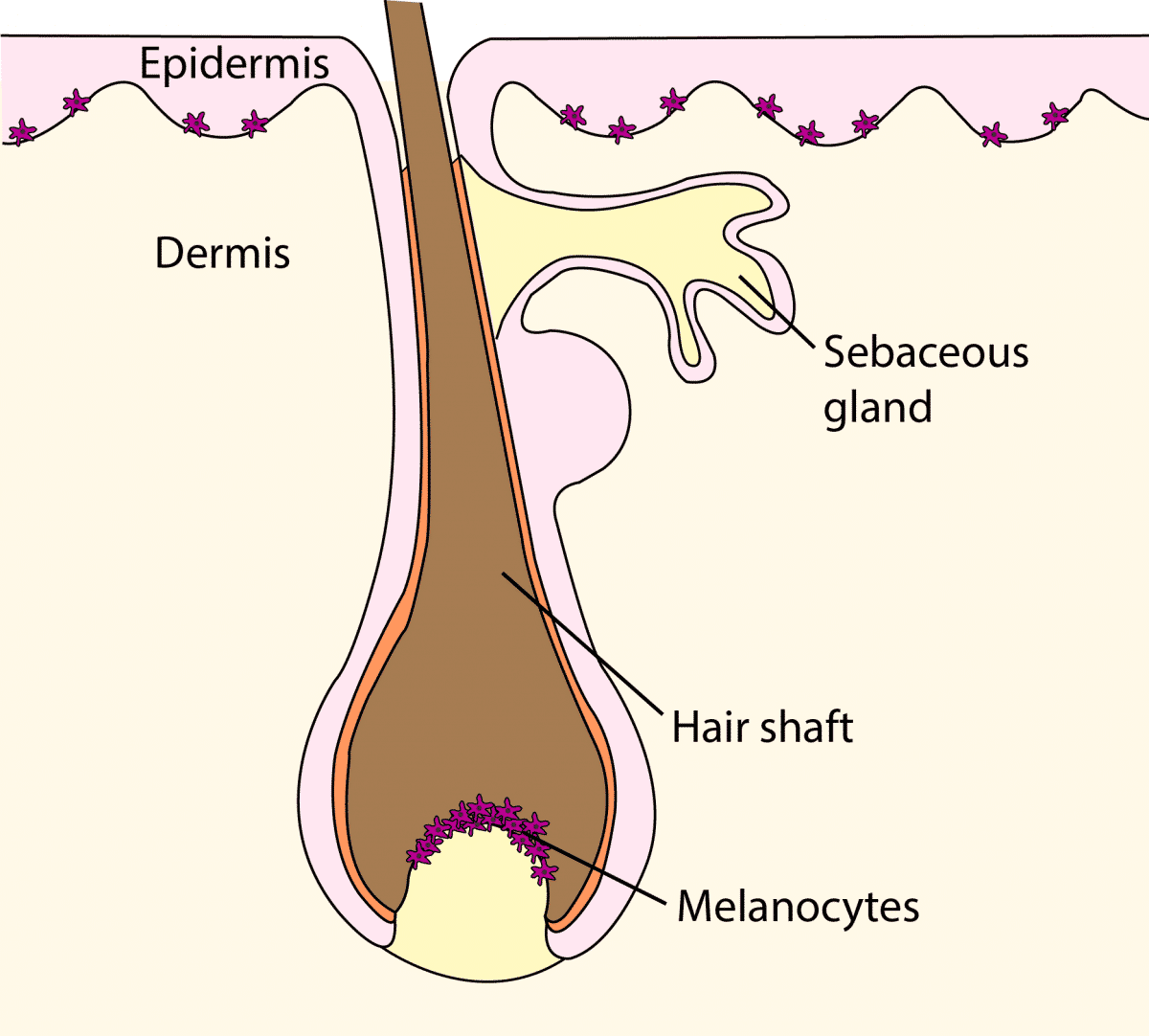 Hair follicle