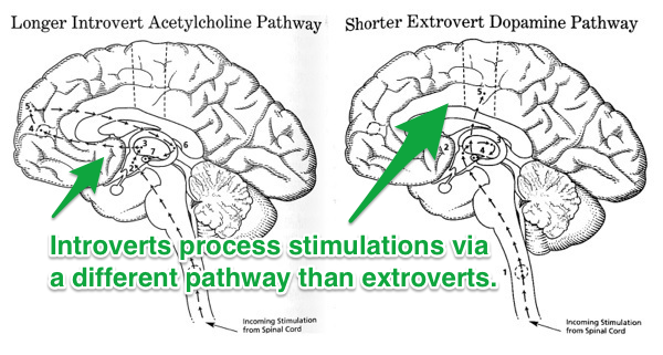 introverts and extroverts see things differently