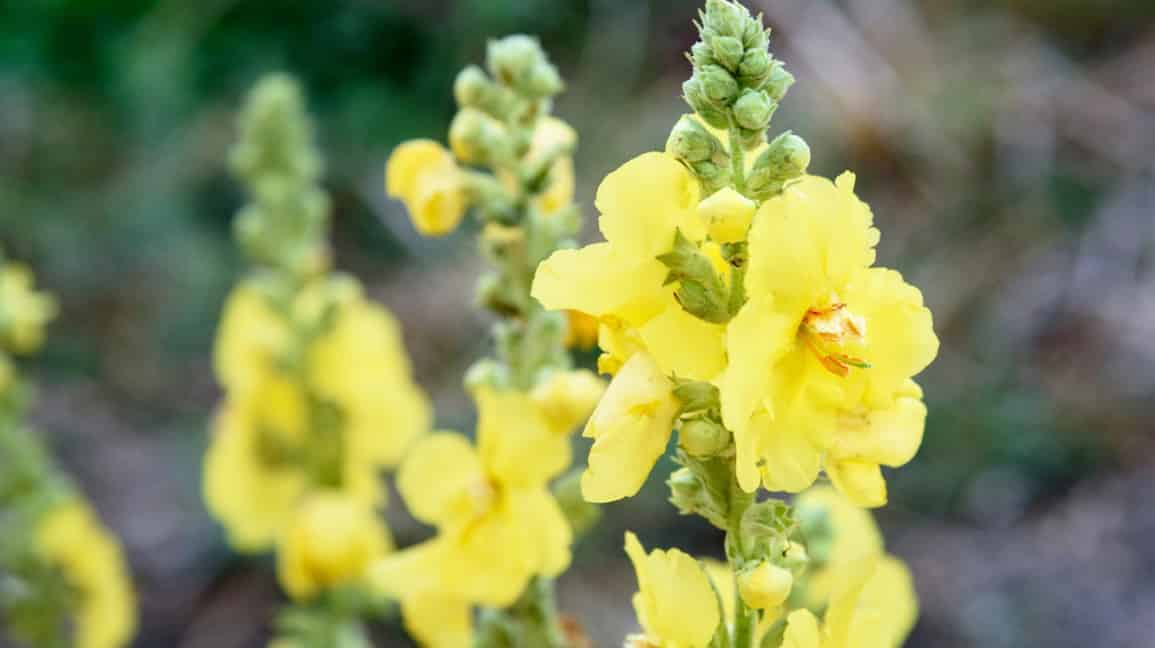 Medicinal plants used by Native Americans Mullein