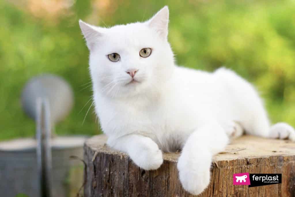 White Cat