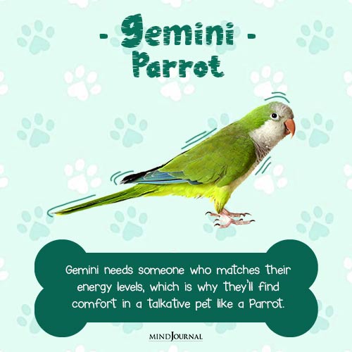 best pet for your zodiac sign