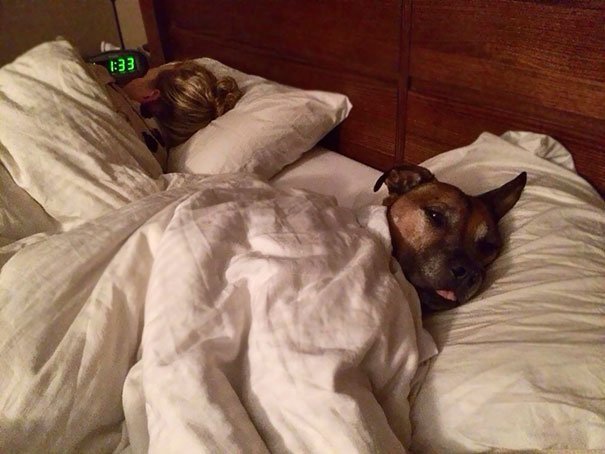 Pets Stole Owner’s Partner