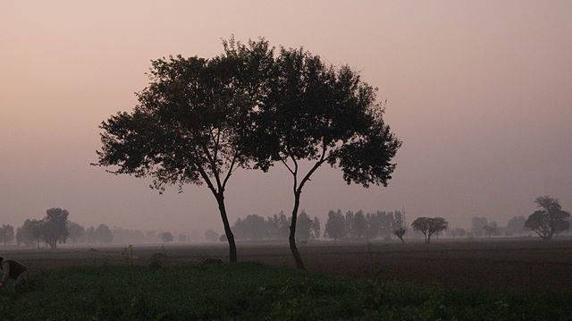 Do Trees Have Feelings?