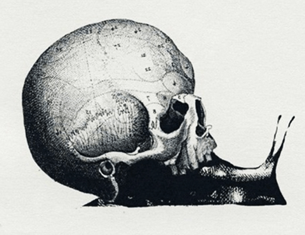 Snail Or Skull Test