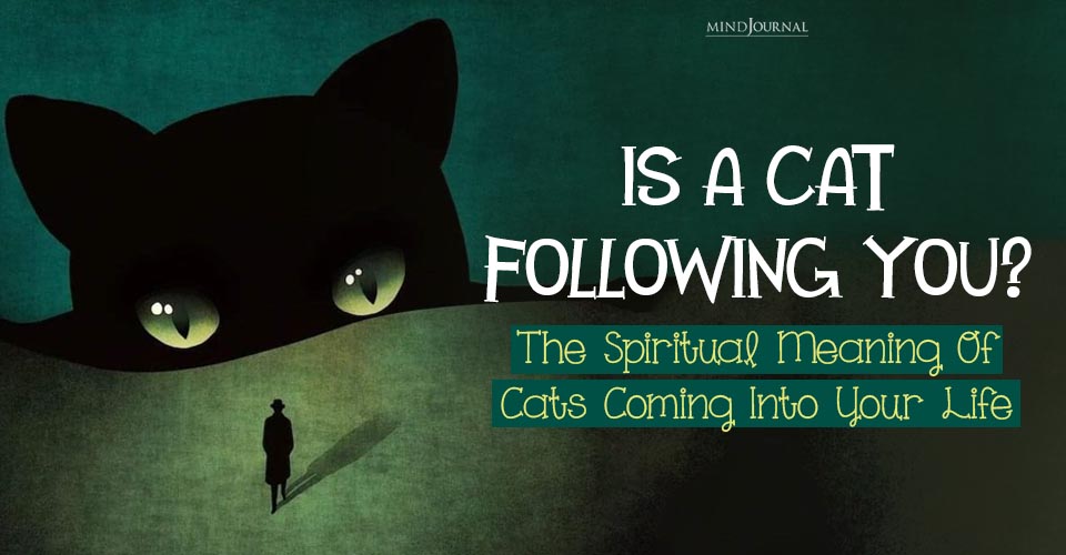 Weird but Spiritual Meaning Of Cats Coming Into Your Life