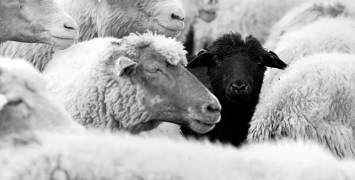 This One Is For The Black Sheep: A Call To Embrace Your Authentic Self