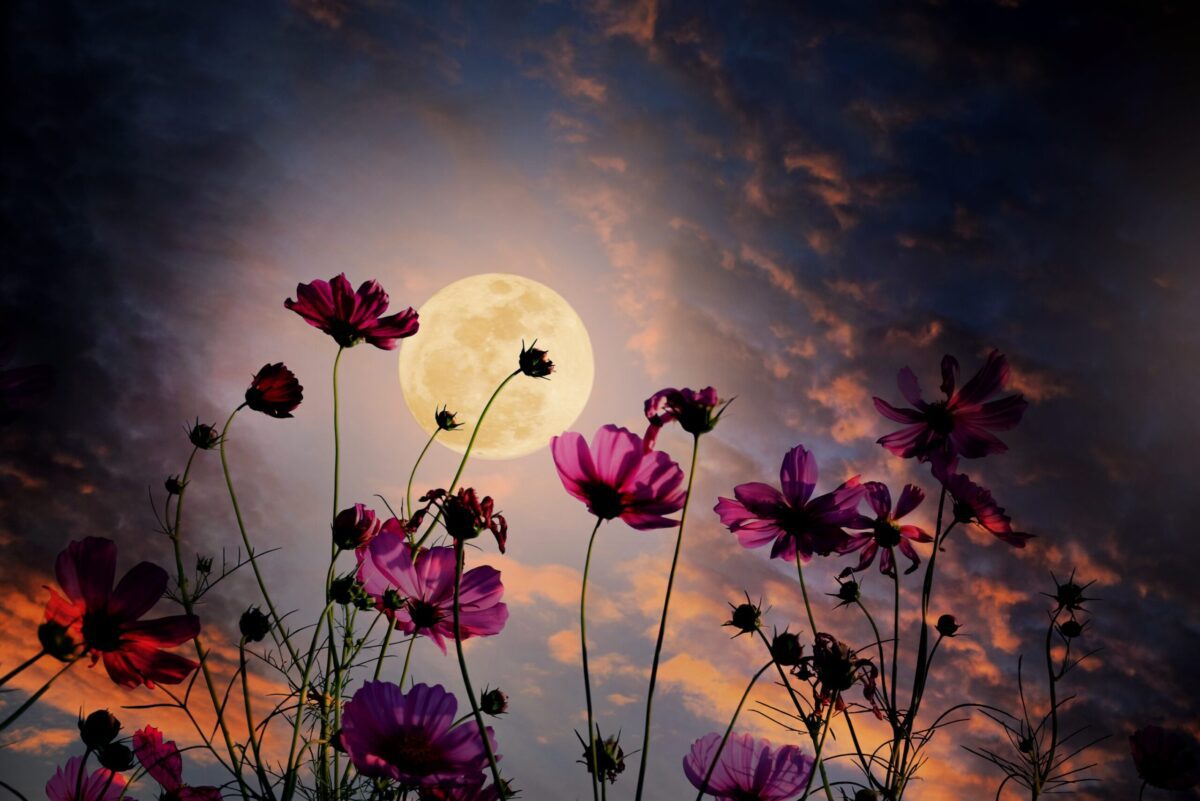 The Flower Moon brings your focus on somethings important