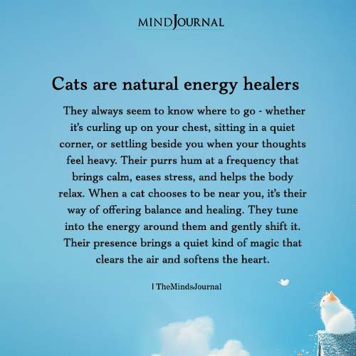 Cats Are Natural Energy Healers - Here’s the Quiet Magic Behind Their Purrs - Spiritual Quotes