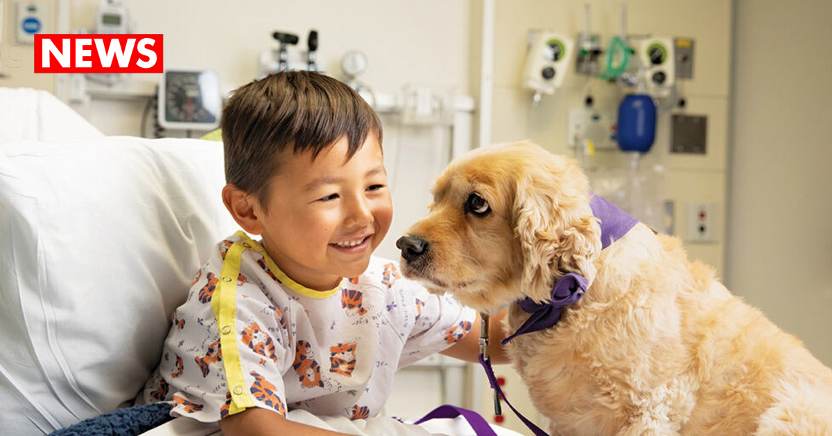 Animal-Assisted Therapy Boosts Recovery in Hospitals