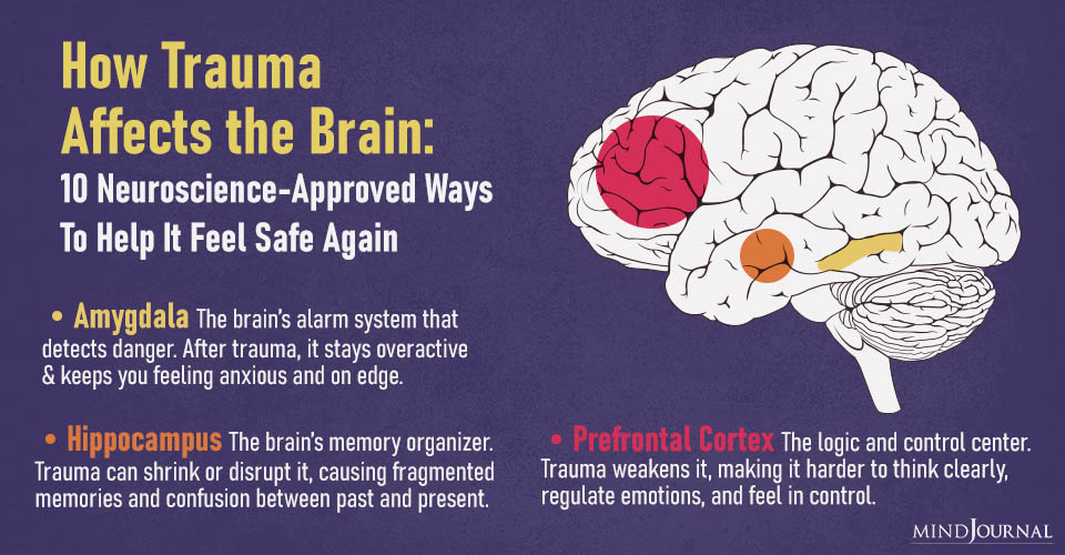 How Trauma Affects the Brain: 10 Powerful Fixes