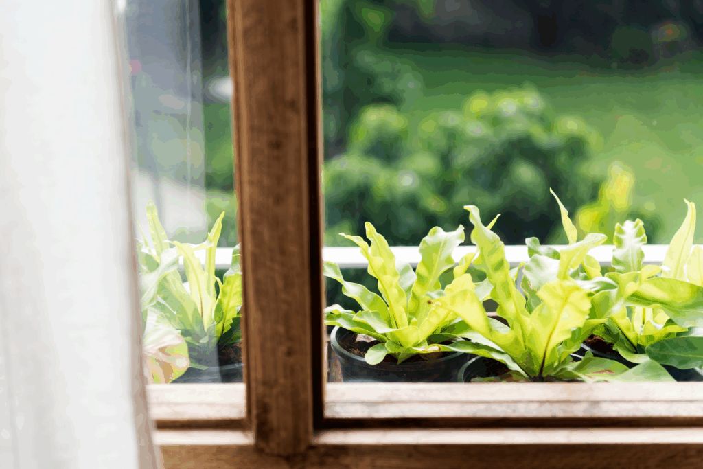 How to Create a Mood-Lifting View with a Window Garden