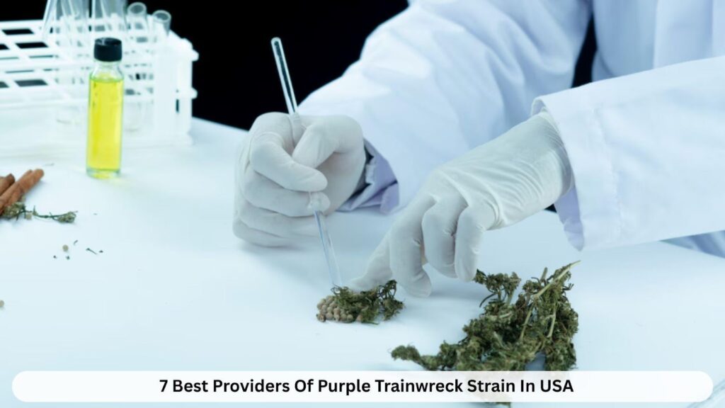 7 Best Providers Of Purple Trainwreck Strain In USA