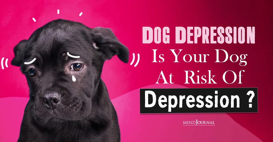 Dog Depression Is Your Dog At Risk Of Depression