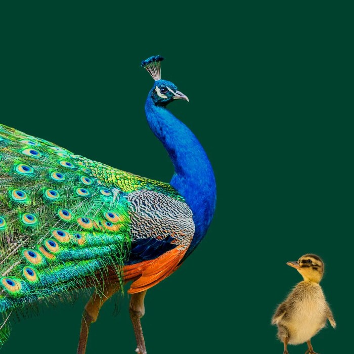 What Is A 'Peacock Parent'? 4 Quiet Signs You Might Recognize From Childhood