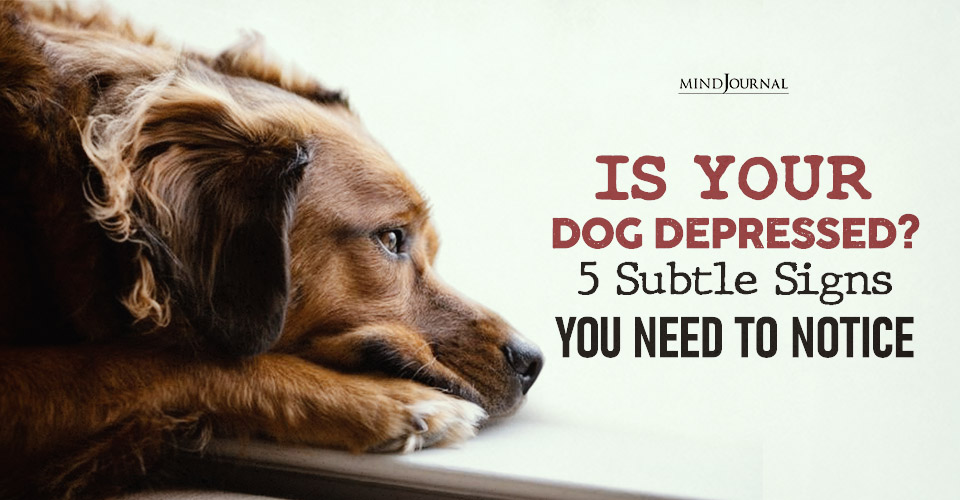 How to Recognize and Manage Dog Depression Early