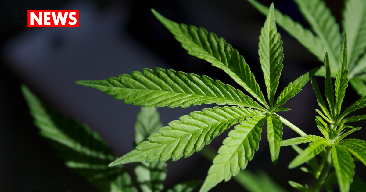 Marijuana Mental Health Use Rising Among 27 Percent US Adults 2026